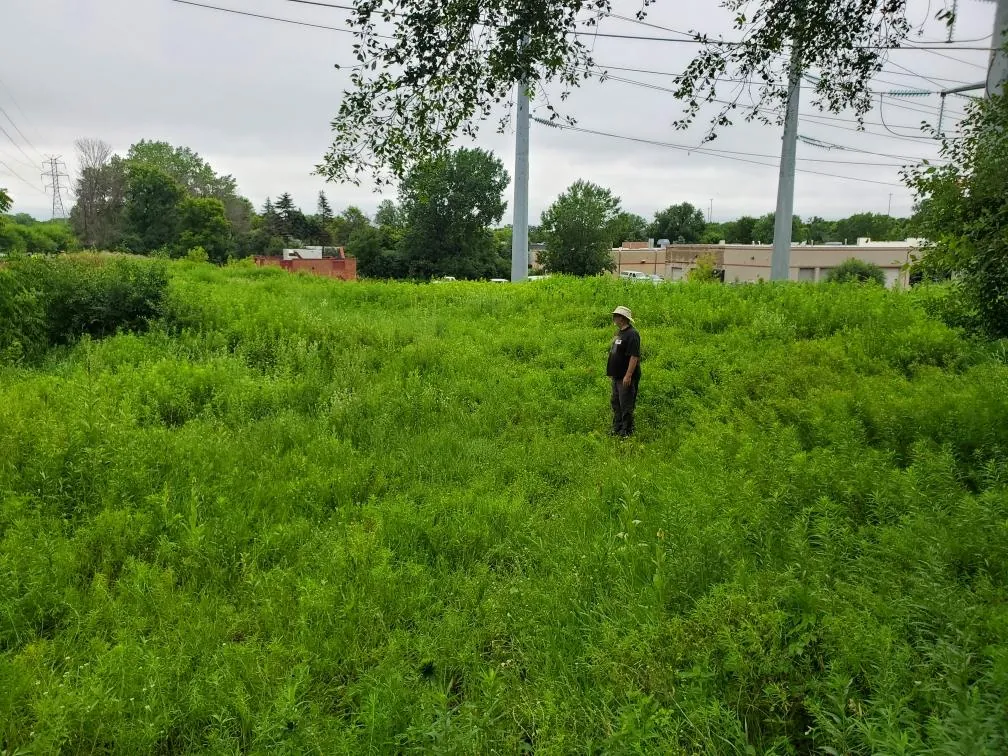 The lot covered in green growth under power lines, with one person standing in it