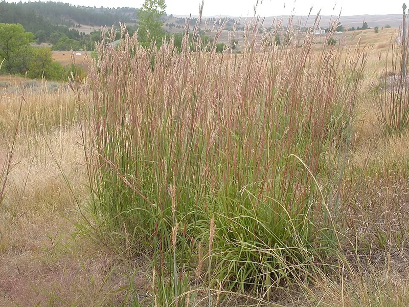Big Bluestem (Andropogon gerardii)