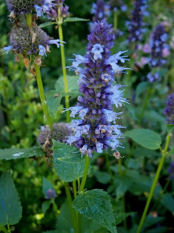 Fragrant Giant Hyssop (Agastache foeniculum)