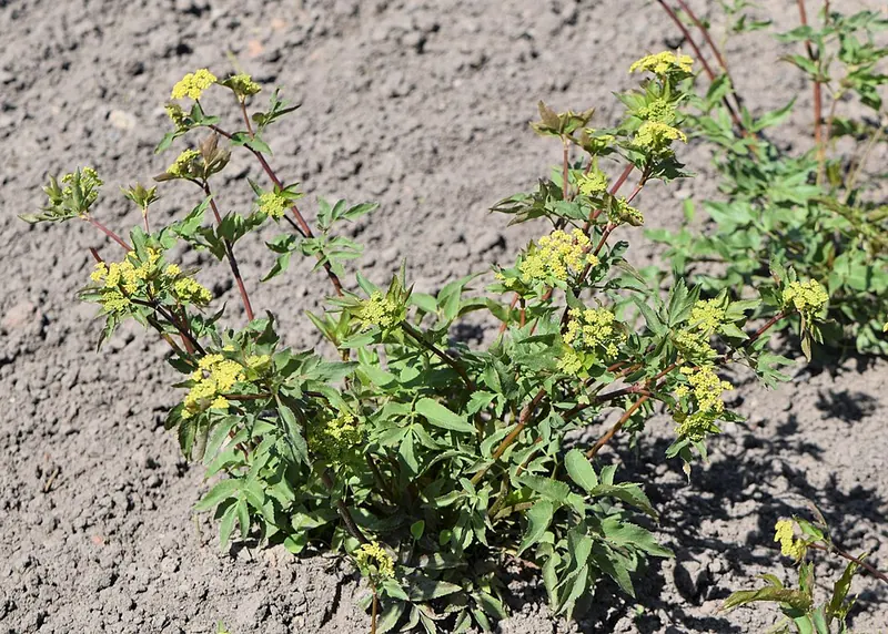 Golden Alexanders (Zizia aurea)