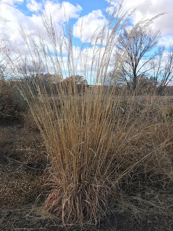 Indian Grass (Sorghastrum nutans)