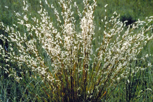 Little Bluestem (Schizachyrium scoparium)
