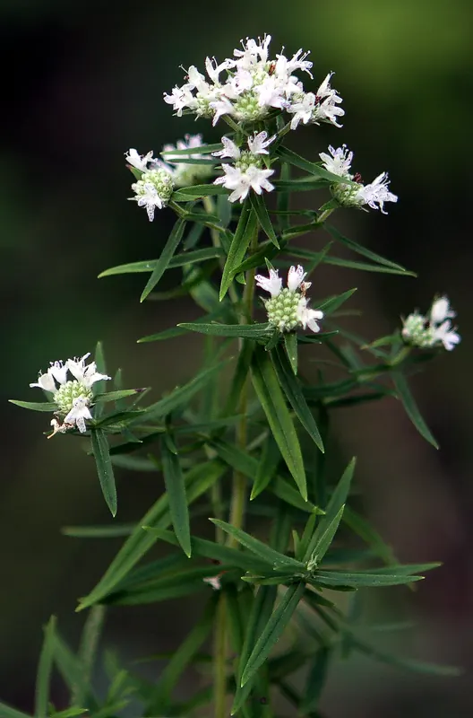 Mountain Mint (Pycnanthemum virginianum)