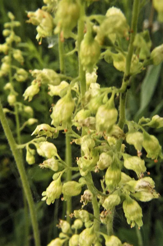 Prairie Alumroot (Heuchera richardsonii)