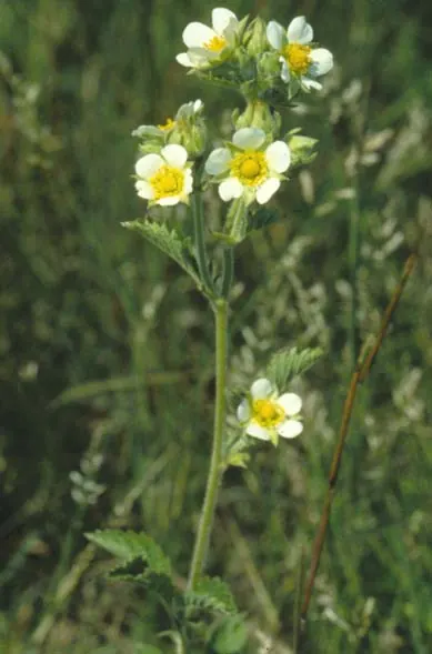 Prairie Cinquefoil (Drymocallis arguta)