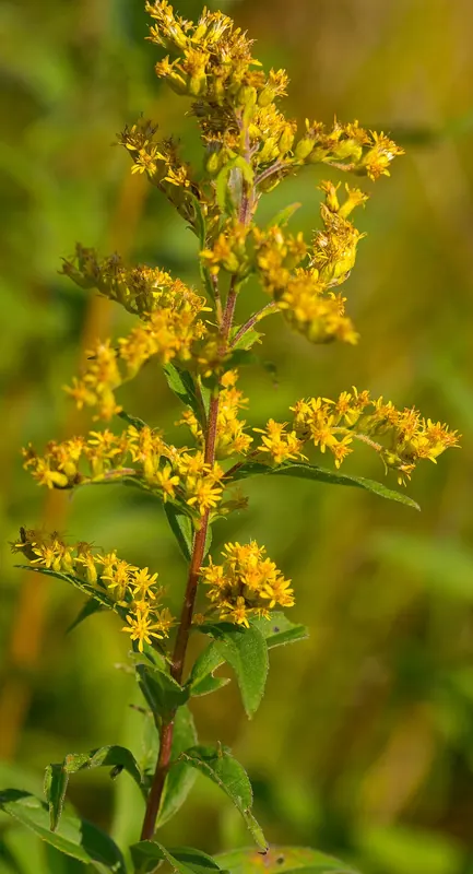 Showy Goldenrod (Solidago speciosa)