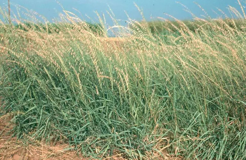 Side-oats Grama (Bouteloua curtipendula)