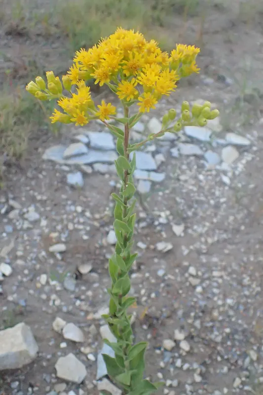 Stiff Goldenrod (Solidago rigida)