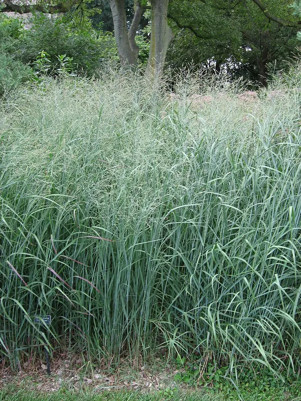 Switchgrass (Panicum virgatum)